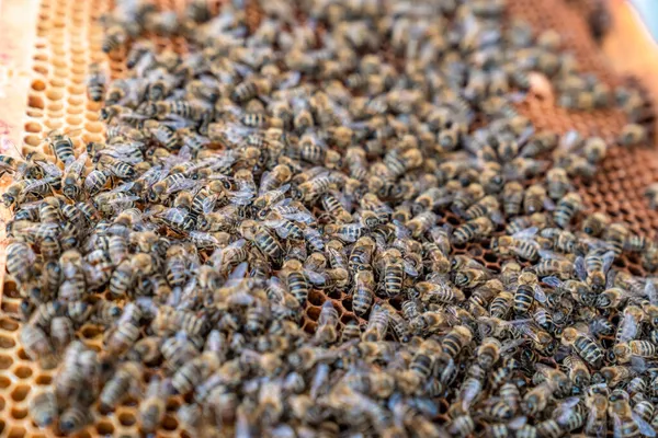 Moldura de cera na colmeia de abelhas, produção de mel — Fotografia de Stock