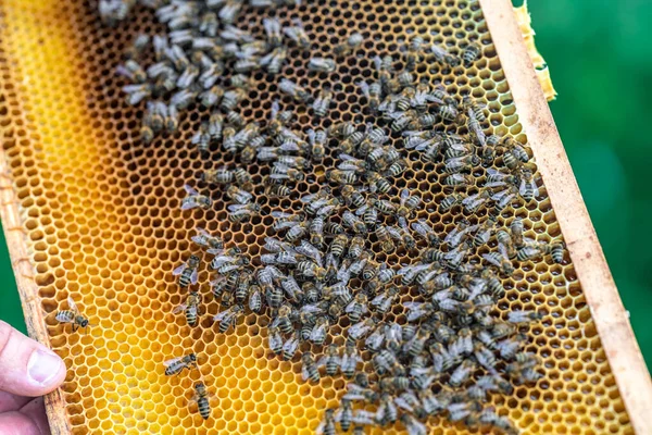 Marco de cera en la colmena de abejas, producción de miel — Foto de Stock