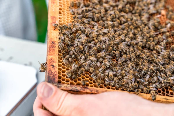 Marco de cera en la colmena de abejas, producción de miel — Foto de Stock