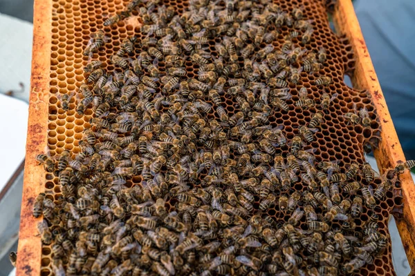 Moldura de cera na colmeia de abelhas, produção de mel — Fotografia de Stock