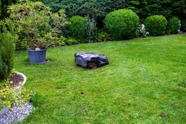 Robotik çim biçme makinesi bahçe çimlerini biçiyor