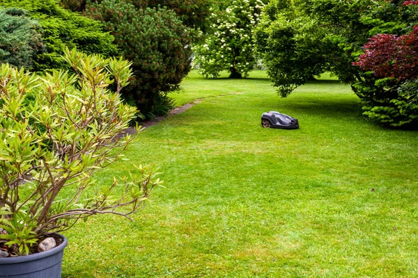 Robotik çim biçme makinesi bahçe çimlerini biçiyor