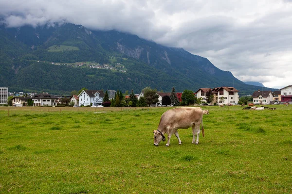 Vacas que pastam em uma paisagem montesa — Fotografia de Stock