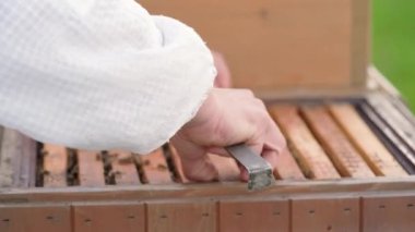 Arıcılar bal mumunun çerçevesindeki arıları incelerler.