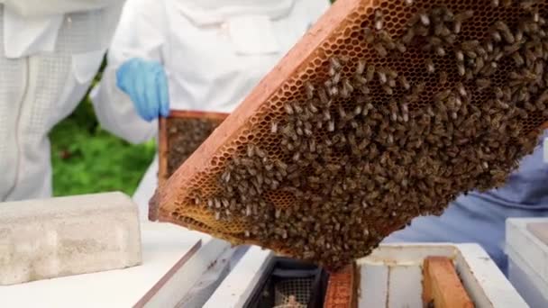 Včelaři kontrolují včely na voskovém rámu ve včelařství — Stock video
