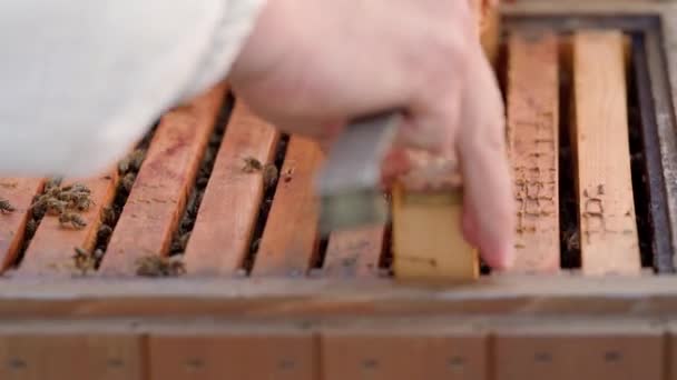 Apicultores inspeccionan las abejas en un marco de cera en una apicultura — Vídeos de Stock