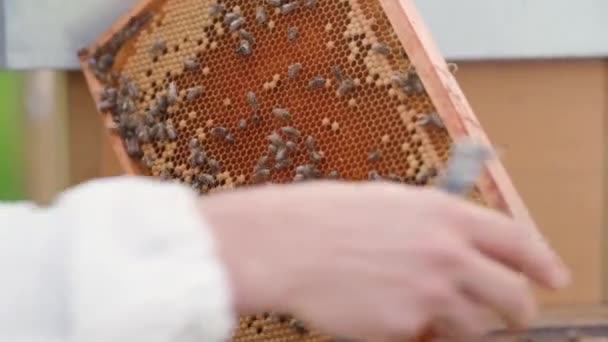 Восковая рама в пчелином улье, производство меда — стоковое видео
