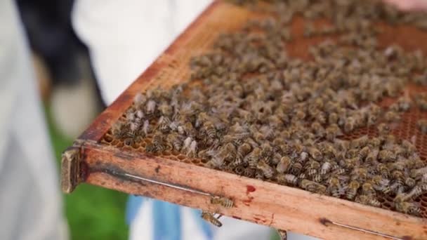 Wachsrahmen im Bienenstock, Honigproduktion — Stockvideo