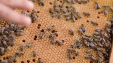 Arı kovanında balmumu çerçevesi, bal üretimi