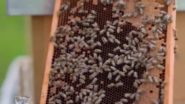 Arı kovanında balmumu çerçevesi, bal üretimi