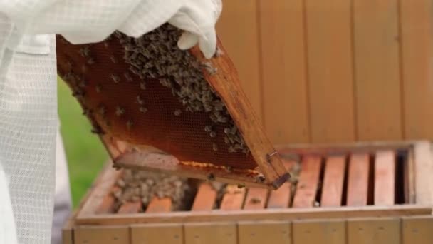 Apicultores inspeccionan las abejas en un marco de cera en una apicultura — Vídeo de stock