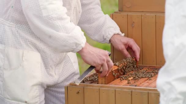 養蜂家は養蜂場のワックスフレームでミツバチを検査します — ストック動画