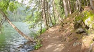 Göl boyunca bir orman yolunda yürü.