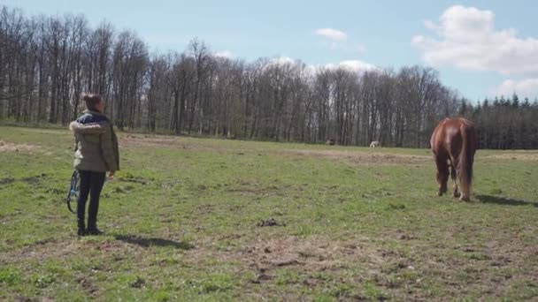 Chevaux dans le paddock dans la nature, femme convoque des chevaux — Video