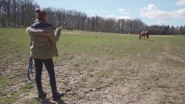 Paarden in de paddock in de natuur, vrouw roept paarden op — Stockvideo