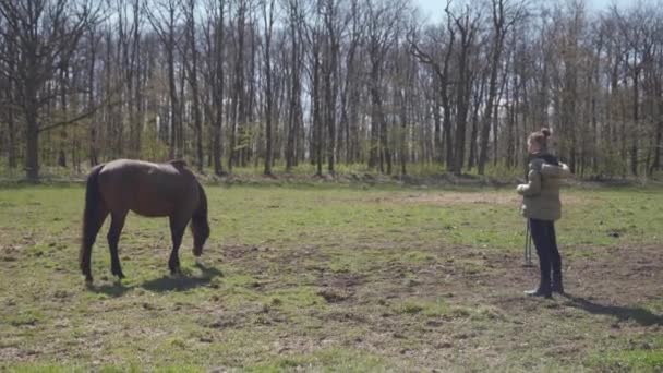 Paarden in de paddock in de natuur, vrouw roept paarden op — Stockvideo