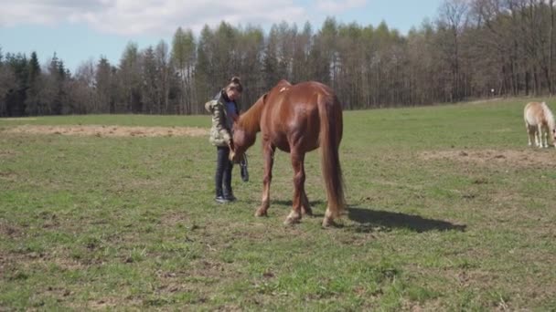 Коні в головоломці в природі, жінка викликає коней — стокове відео