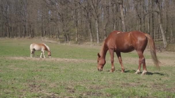 Racepaarden grazen in de paddock in de natuur — Stockvideo