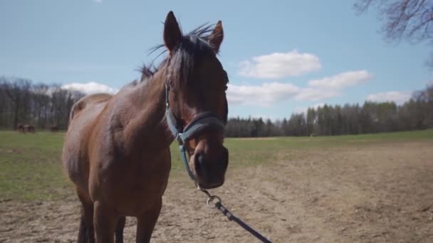 Die junge Frau holt die Pferde aus der offenen Koppel — Stockvideo