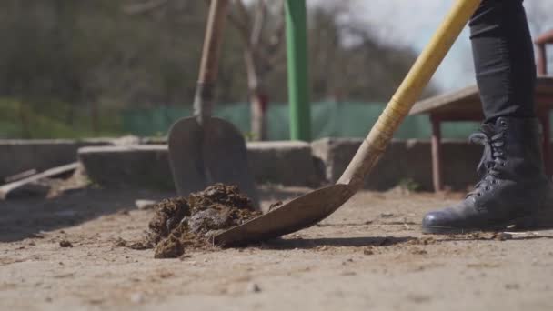 Czyszczenie odchodów koni w gospodarstwie — Wideo stockowe