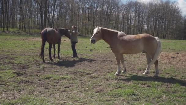 De jonge vrouw haalt de paarden uit de open weide. — Stockvideo