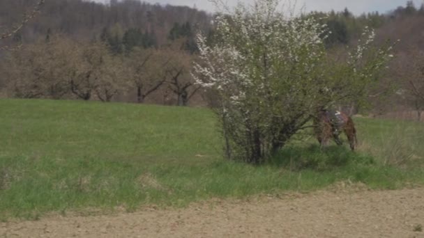 Молода жінка їде на коні в дикій природі — стокове відео