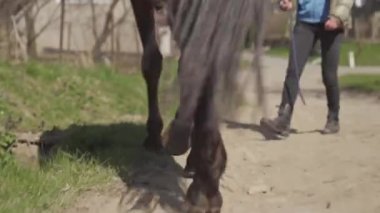 Genç kadın atları açık otlaktan alır.