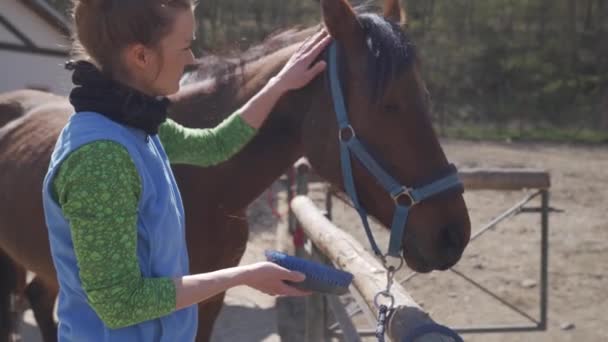 Cuidado del caballo, peinado y cepillado. mujer joven cuida del caballo antes del paseo — Vídeo de stock