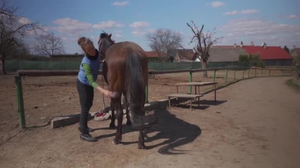 Догляд за конем, розчісування та чищення. молода жінка піклується про коня перед поїздкою — стокове відео