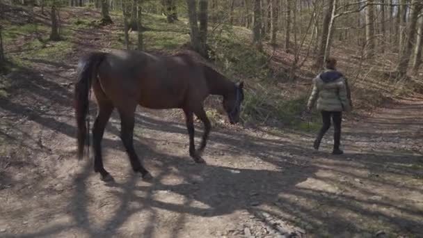 Vrouw leidt een paard door het dorp — Stockvideo