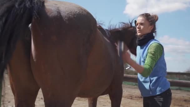 Péče o koně, česání a kartáčování. mladá žena se stará o koně před jízdou — Stock video