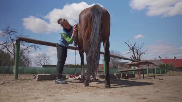 Lógondozás, fésülködés és kefélés. fiatal nő gondoskodik a lóról az utazás előtt. — Stock videók