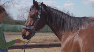 At bakımı, tarama ve fırçalama. Genç bayan ata binmeden önce bakar.
