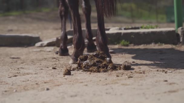 Cleaning of horse droppings on the farm — Stock Video