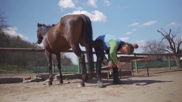 Cura del cavallo, pettinatura e spazzolatura. giovane donna si prende cura del cavallo prima della corsa — Video Stock