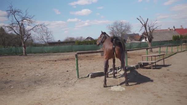 Пісяюча кобила в весло на фермі — стокове відео