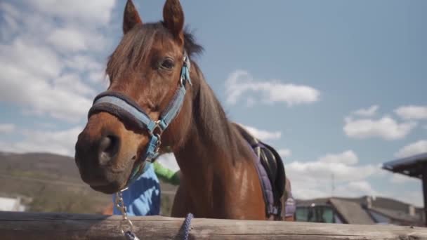 Nyereg lovak a mezőn, felkészülés a lovaglásra — Stock videók