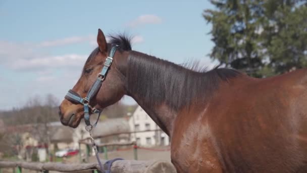 Pferd auf einem Bauernhof in einem Dorf an der frischen Luft — Stockvideo