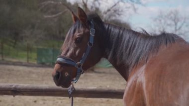 Çiftlikteki çayırda at, kafaya yakın çekim.