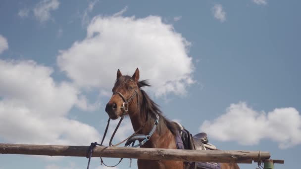 Ló egy farmon egy faluban a szabadban — Stock videók