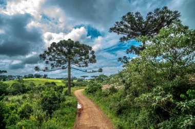 Ormanlar ve tarlalar arasındaki kil yolu