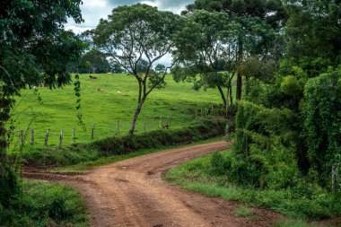 Ormanlar ve tarlalar arasındaki kil yolu