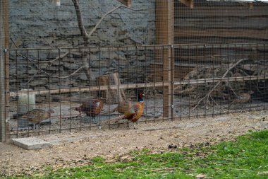 Çayırdaki çiftlikte sülünler.