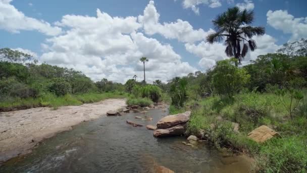 Rio Montanha Floresta Tropical — Vídeo de Stock