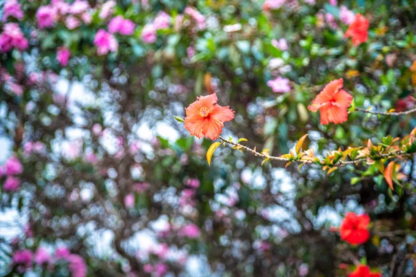 Virágzó Vörös Virágokkal Egy Szép Bokeh Háttérben — Stock Fotó