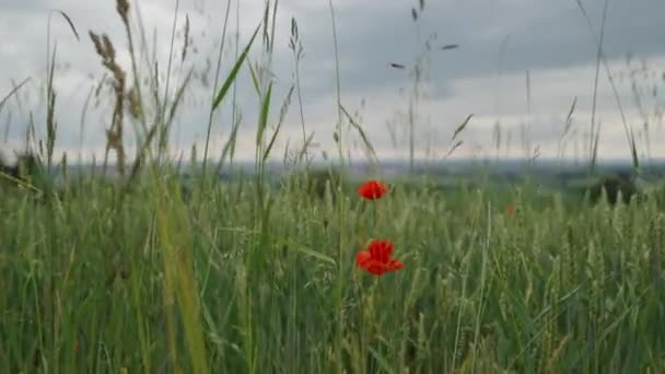 夏の花のポピー畑 — ストック動画
