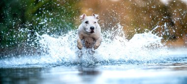 the pit bull terrier jumps into the water and scatters the drops around.