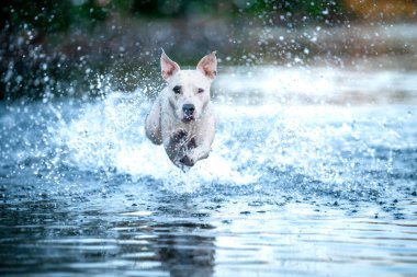 the pit bull terrier jumps into the water and scatters the drops around.