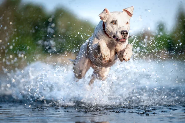 the pit bull terrier jumps into the water and scatters the drops around.