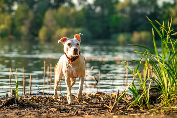 Pit Bull Terrier Shore Lake Dog Nature Sunset — Foto Stock